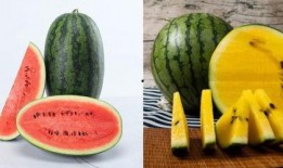 带你吃瓜 吃瓜网51官网版,揭秘吃瓜网51官网版全新体验